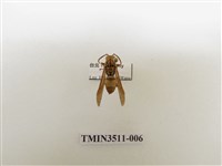 藏品(日本長腳蜂)的圖片